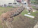 シャボテン動物公園のキリンです。
