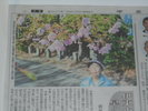 2026年1月24日の伊豆新聞に小室桜が紹介されました。