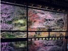 瑠璃光院〜紅葉ライトアップ〜