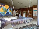 【観光画像】札幌市豊平川さけ科学館