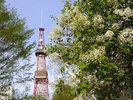 【観光画像】大通公園