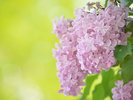 大通公園 5月下旬さっぽろライラックまつり