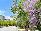 大通公園 5月下旬さっぽろライラックまつり