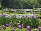 【吹上しょうぶ公園】例年5月下旬から6月上旬にかけて約250品種の花しょうぶが見頃。