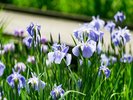 例年5月下旬から6月上旬にかけて約250品種の花しょうぶが見頃。