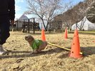 ���h�b�O�����@�������p�C���[�W