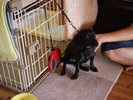 愛犬コテージで大切なワンちゃんと一緒に♪