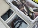 駿河湾でとれた鮮度抜群の海の幸