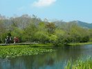 【周辺観光】箱根湿生花園