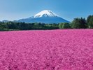 富士芝桜まつり会場・宿から車で約35分
