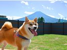 【ペットルーム】バルコニータイプ-景色を贅沢に楽しめるドッグラン付お庭