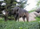 旭山動物園 オオカミの森