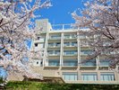 ホテルから望む桜並木!