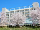 ホテルから望む桜並木!