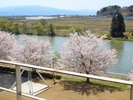 ホテルから望む桜並木!