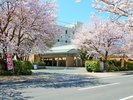 ホテルから望む桜並木!