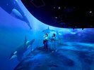 AOAOSAPPORO 水族館2