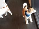 ドッグヴィラ