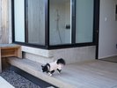 ドッグテラスルーム