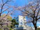 施設内の桜の木。施設内に生えておりますので窓から見えるお部屋もございます。