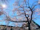 施設内の桜の木。お部屋の窓から桜を眺めながら季節を感じてみてください。