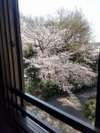 桜(客室内撮影)