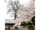 2022年 さくら(敷地内より)