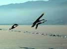 諏訪湖に飛来する白鳥も冬の風物詩となっています