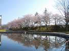 茅野市運動公園の桜。