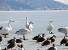 氷結した諏訪湖に集まる白鳥。