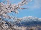 蓼科山・聖光寺の桜　見頃はGWです！　満開の桜とまだ雪の残る八ヶ岳は絶景です！