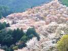 【当館から車で約80分】吉野の桜