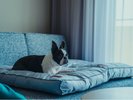 ��񂿂��Ɣ��܂��dog friendly room