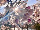 敷地内の桜@