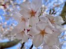 敷地内の桜A