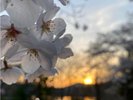 敷地内の桜と夕陽@