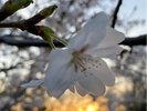 敷地内の桜と夕陽A