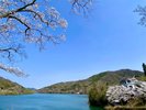 敷地内の桜と白竜湖@