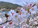 敷地内の桜C