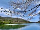 敷地内の桜と白竜湖A