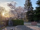 敷地内の桜C