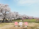 【さくらの名所100選:展勝地】SL広場からの眺め
