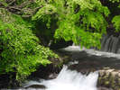 ■近くを流れる藤木川清流。水源元は箱根大観山のきれいなお水です