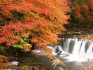 ■藤木川は秋にはもみじが真っ赤に染まります