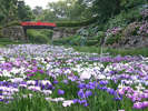 ■小田原城東堀にある花菖蒲園では、5月下旬から6月下旬の間、約8,000株の花菖蒲が花開きます