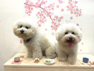 【RunRunRoom】 <春>