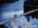 布部ダムの桜とつり橋 怖そう!勇気のある人もいるものですね