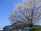 安来節にも唄われる十神山と公園の桜です