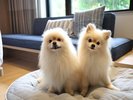 Dog Friendly Room:愛犬たちと一緒に地域を巡る旅を
