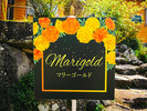 �yMarigold�z������̊Ŕ�ڈ�ɂ��z�����������B